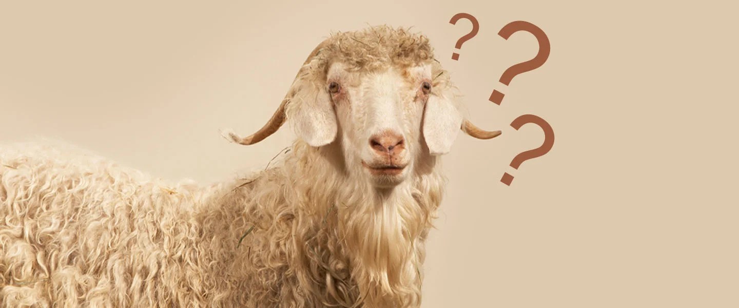 Why Is Wool So Expensive? And Why Is Wool Itchy Sometimes?