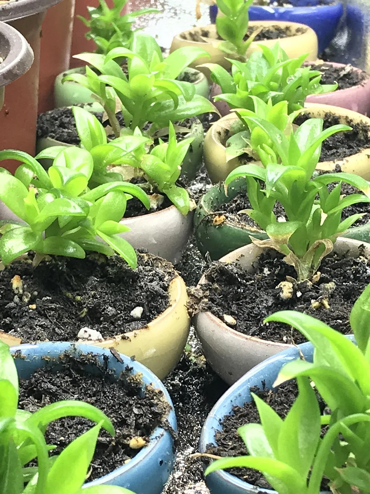 Amateur Kanna Horticulturalists Want You to Stop Calling Their Wonder