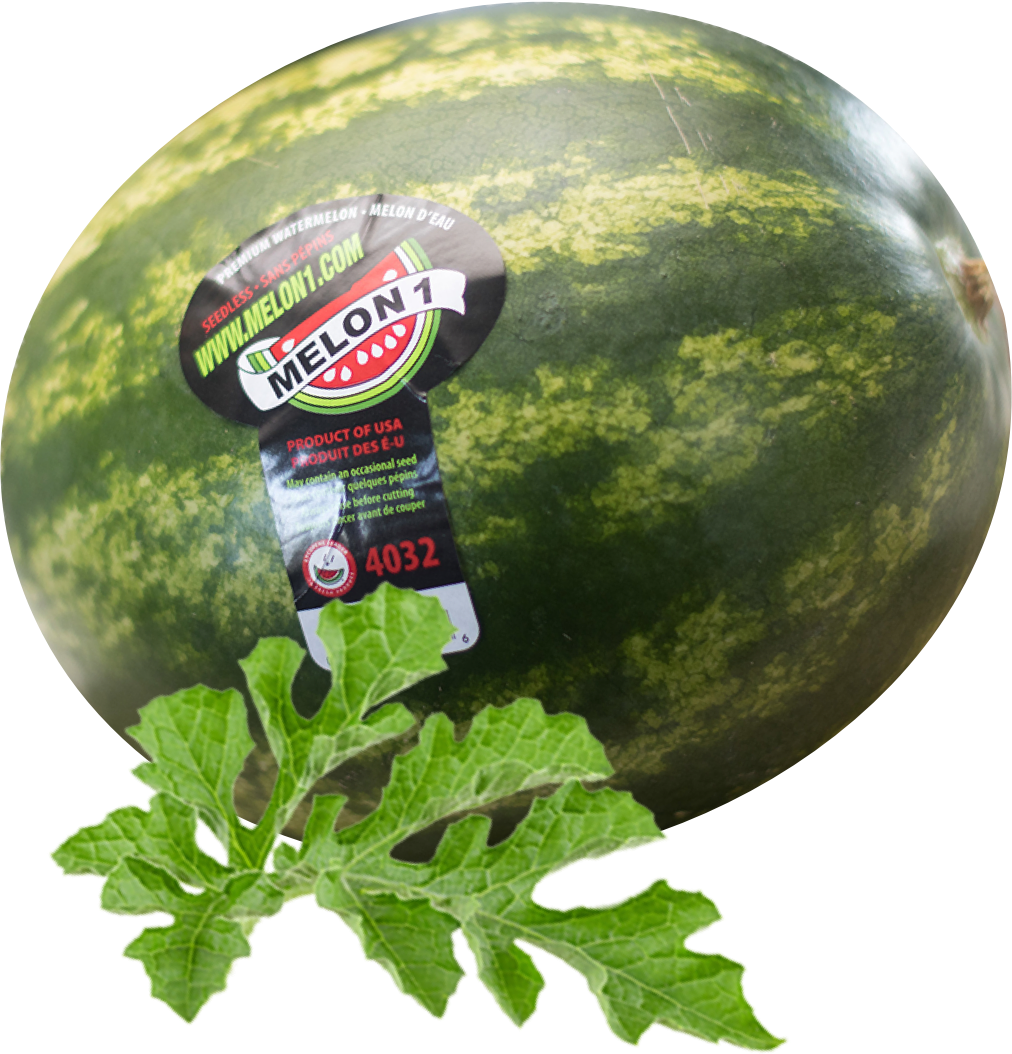 The perfect watermelon is always in season Melon1