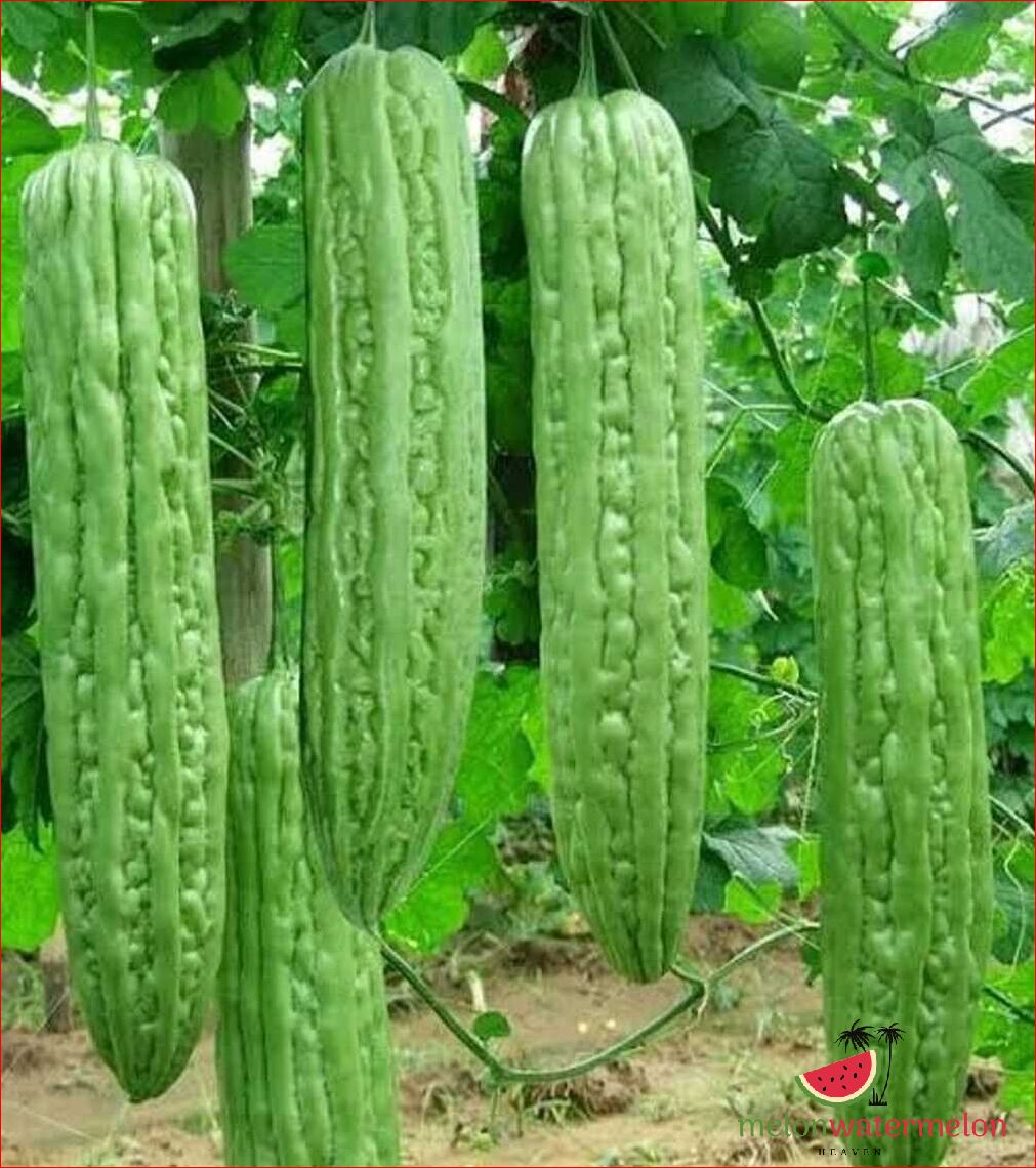 Where Can I Find Bitter Melon: A Guide to Locating This Unique Fruit