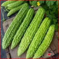 How to Choose and Store Bitter Melon