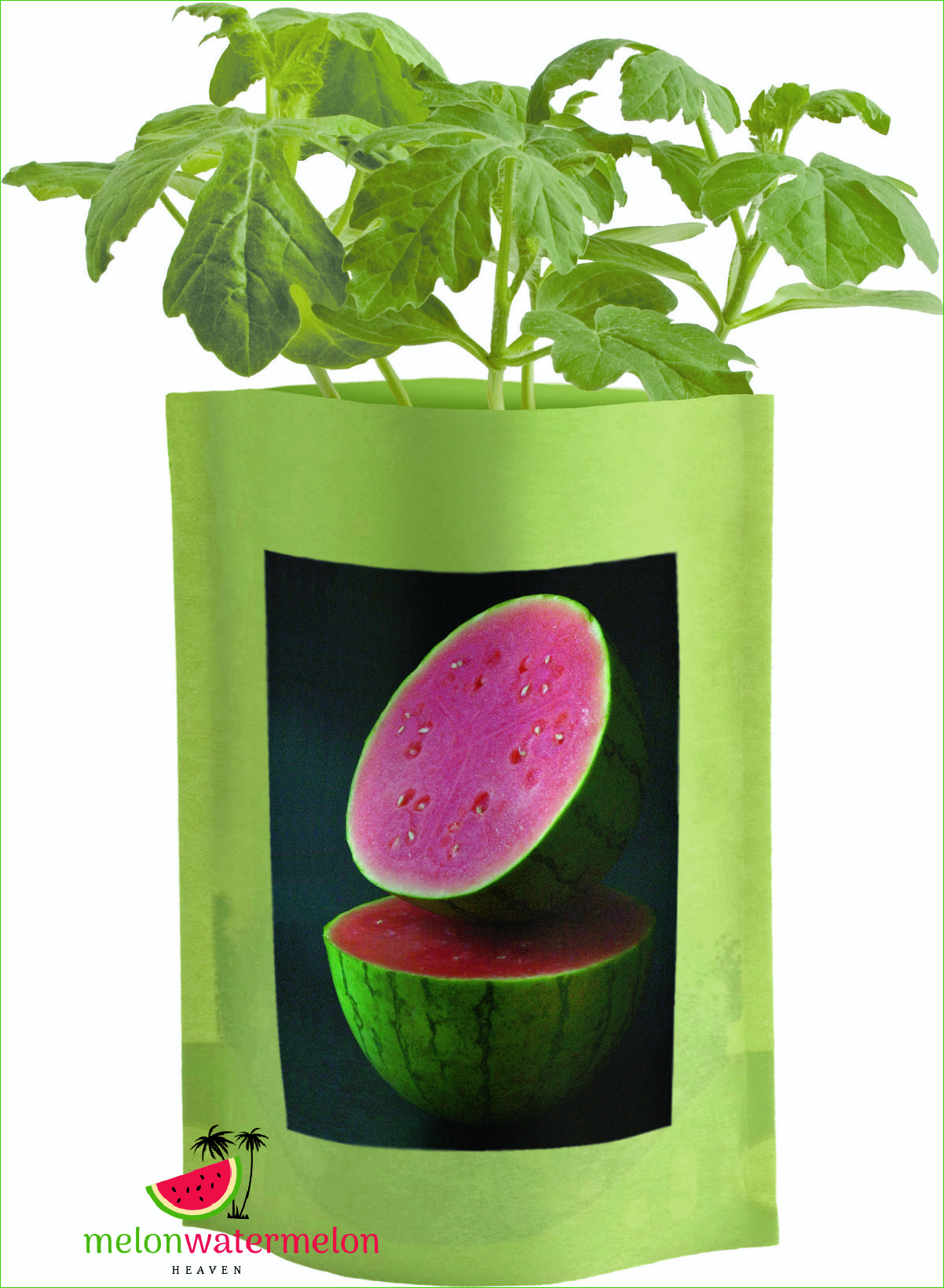 How to Grow Icebox Watermelon: A Comprehensive Guide