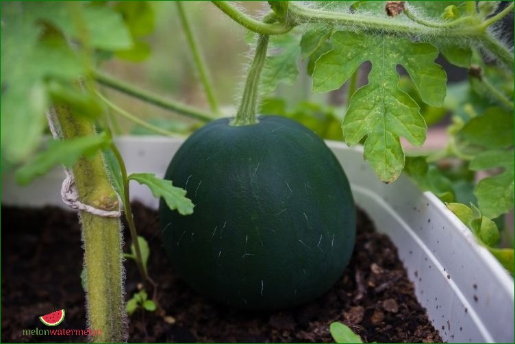 How to Grow Icebox Watermelon: A Comprehensive Guide