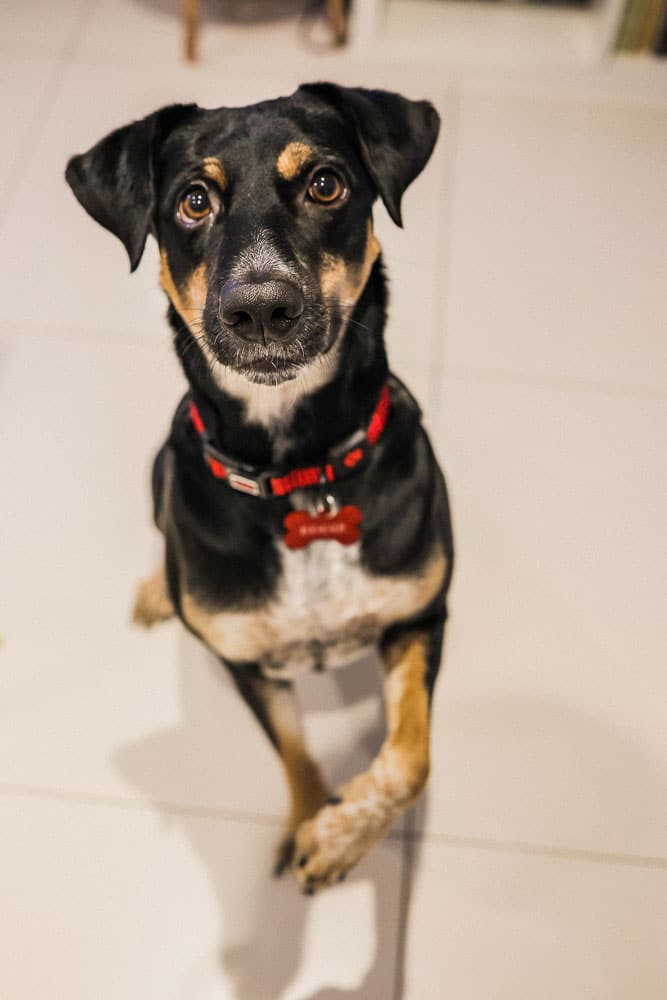 Adopting a Dog in UAE The newest member of The MelRish Family The MelRish Studio