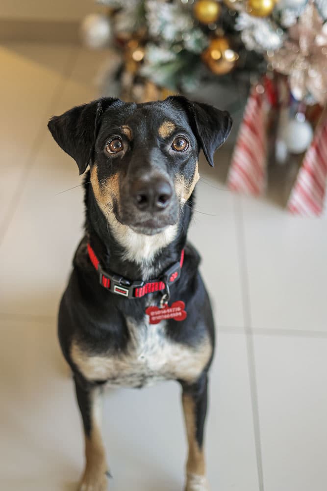 Adopting a Dog in UAE The newest member of The MelRish Family The