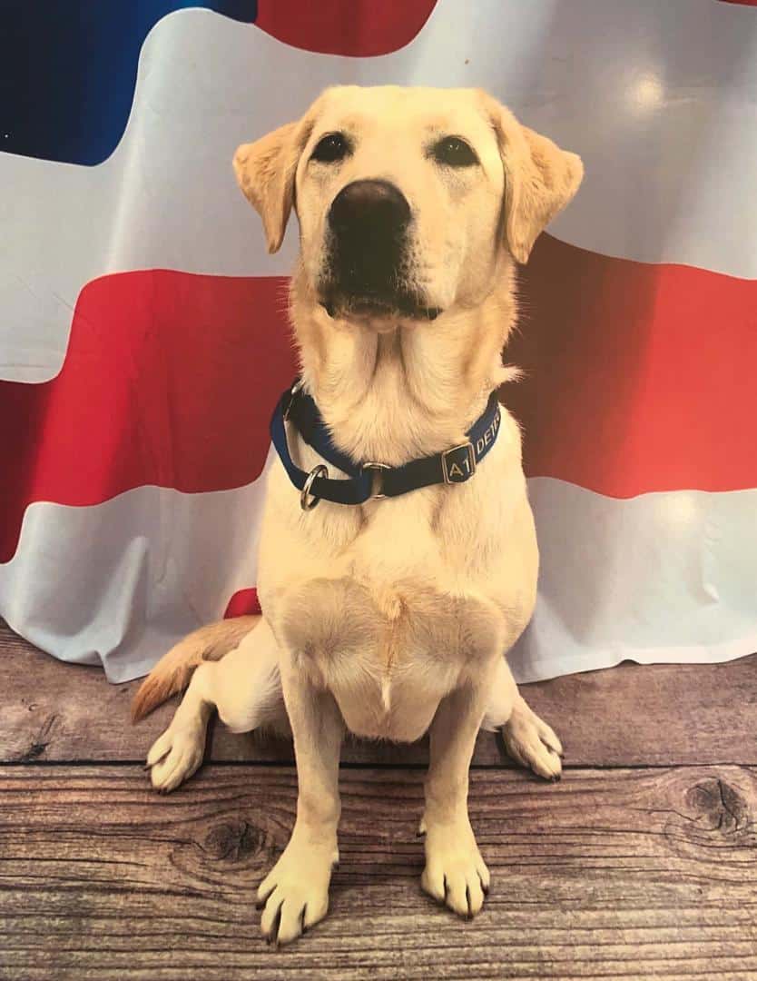 Melrose Police Department New Explosives Detection K9