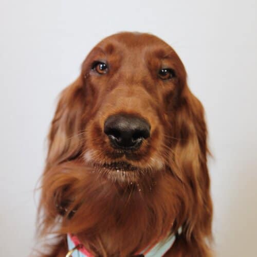 Meet The Team Melrose Realty