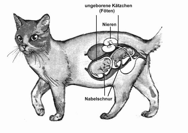 Katze Nabelschnur Abtrennen information online