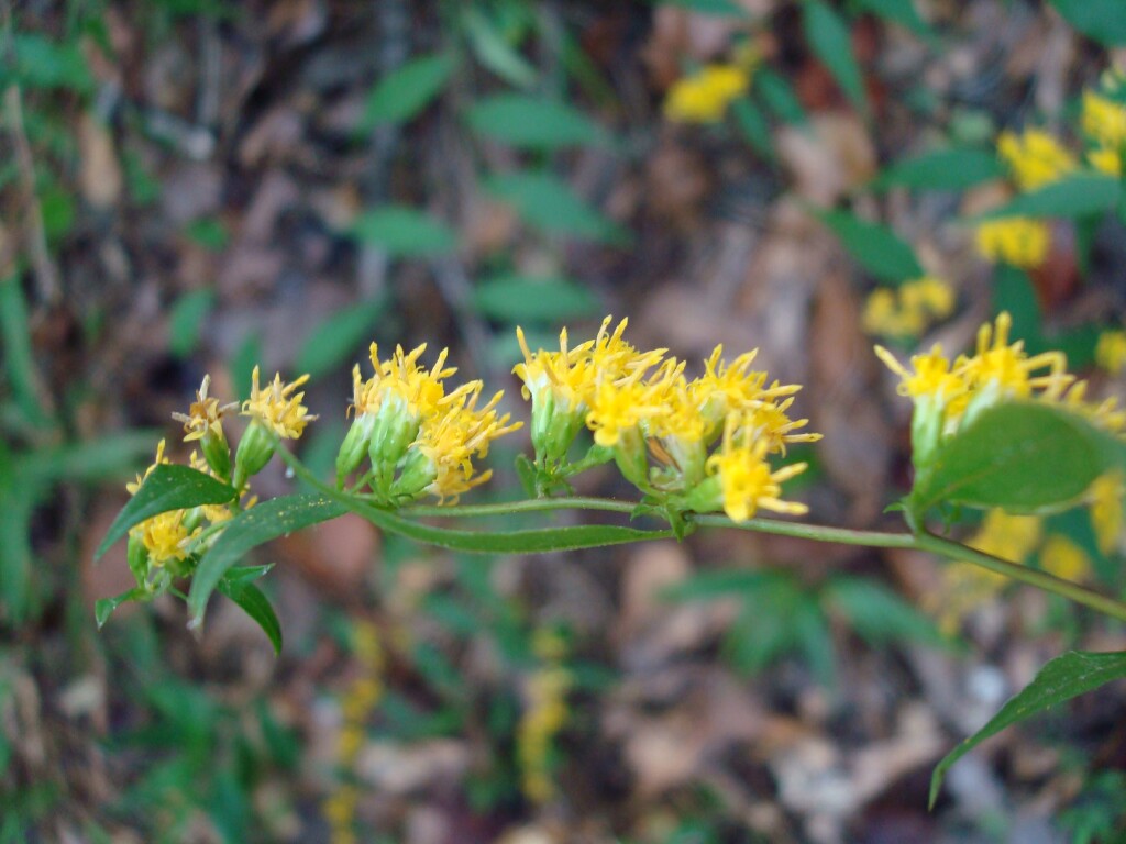 Goldenrod Wreath