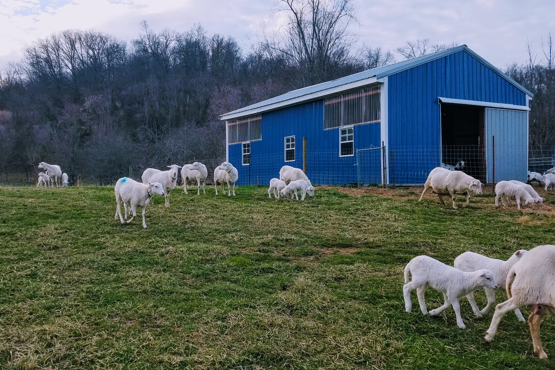 Sheep Barn