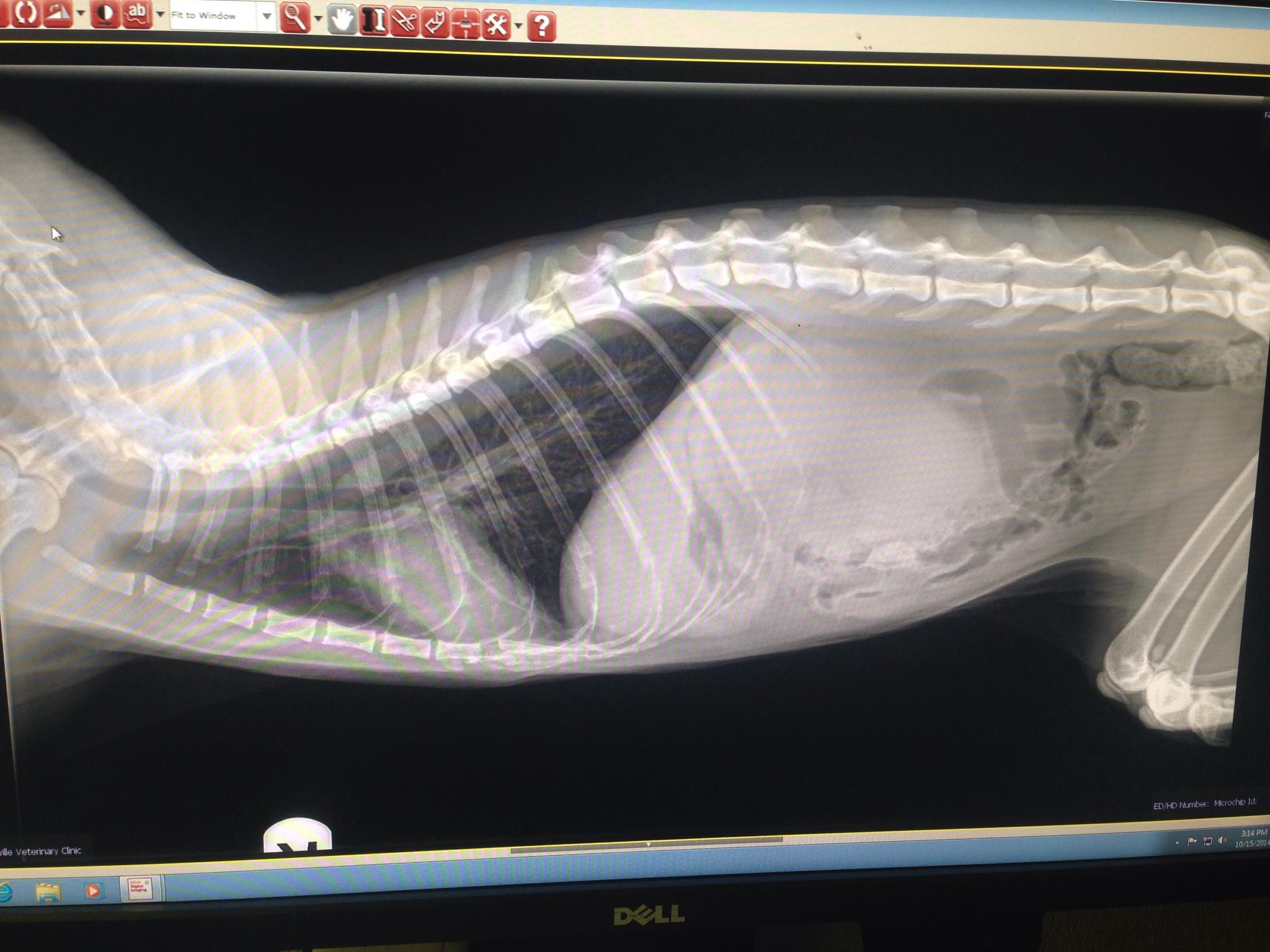 Renal lymphoma in a 10 year old MN DSH cat with renomegaly