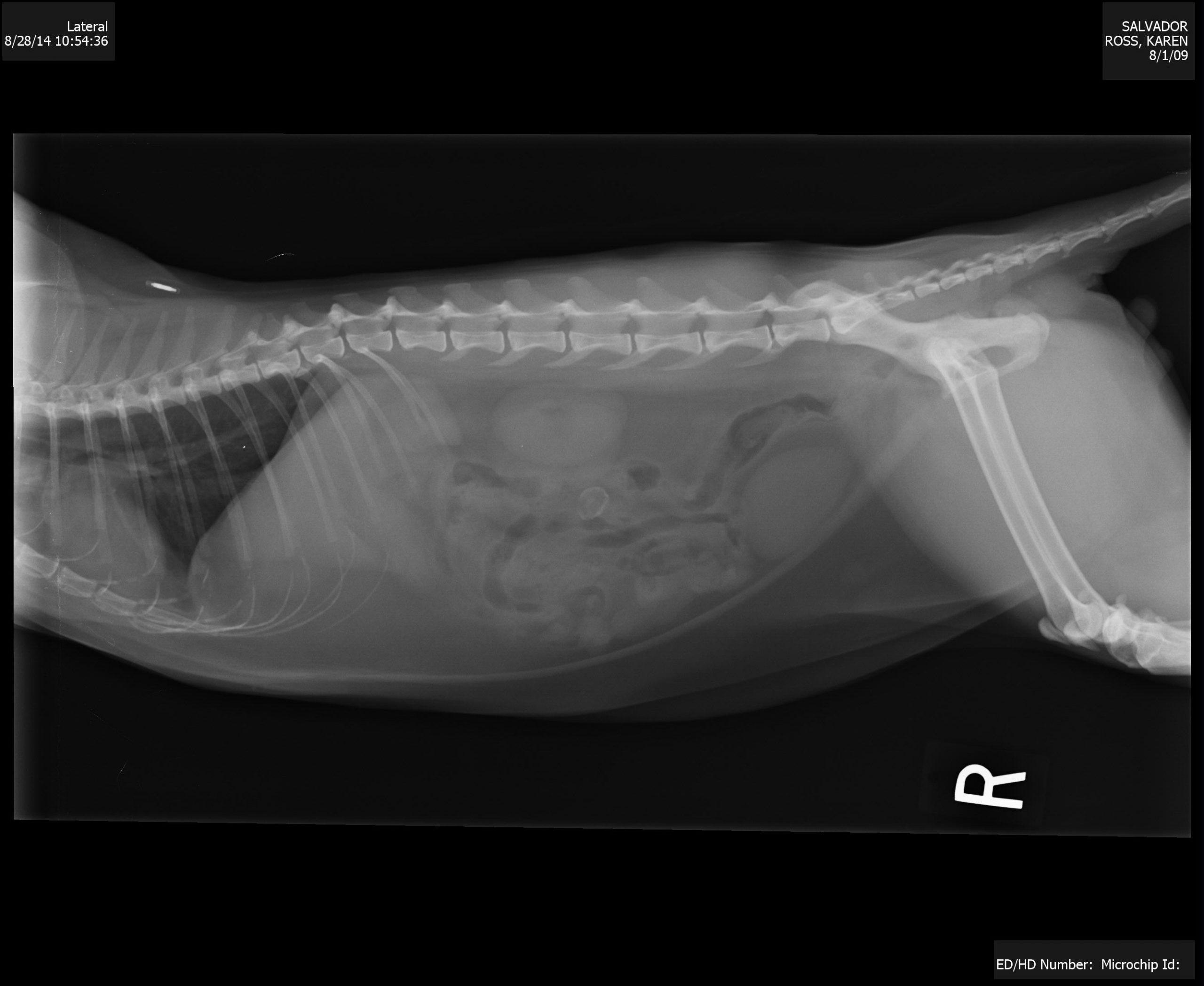 Bates body first seen radiographically in a 5 year old cat. Members