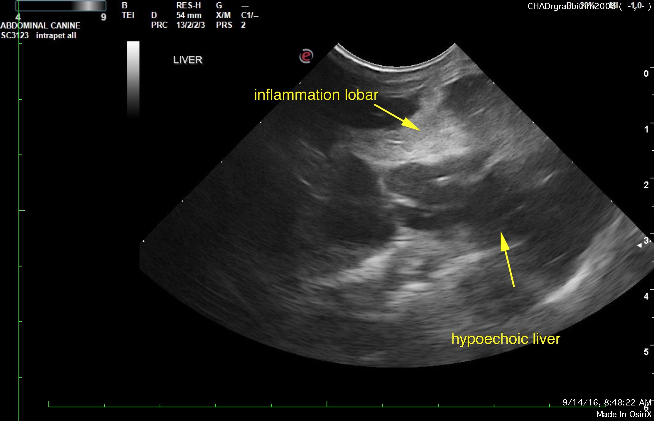 Liver lobe torsion in a 8 year old MN rabbit Members