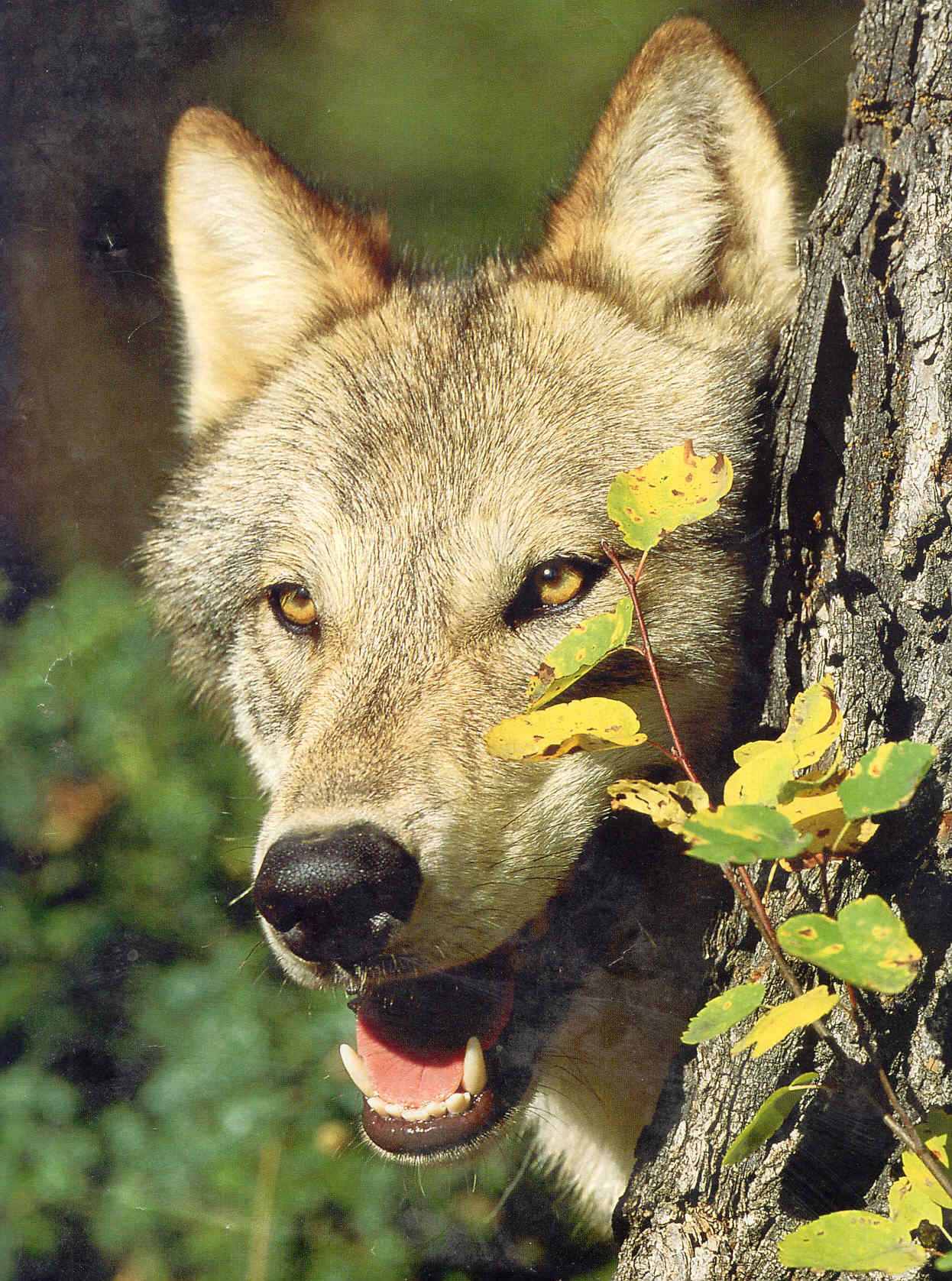 Anatomy of a Coyote attack