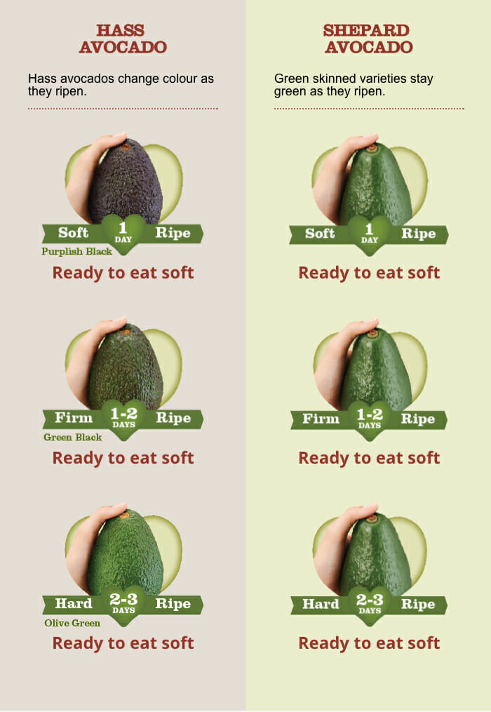 Picking the Perfect Avocado Membrillo