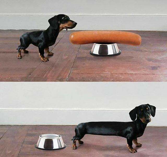 Chien saucisse Meme en masse à voir sur MemeGag, la