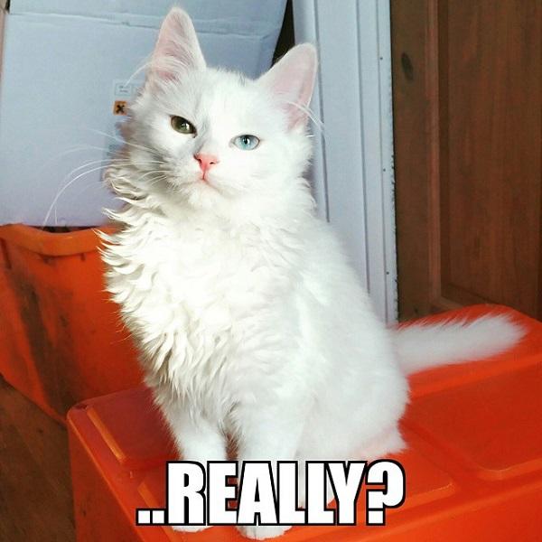43 Funniest Really Meme Meme Central