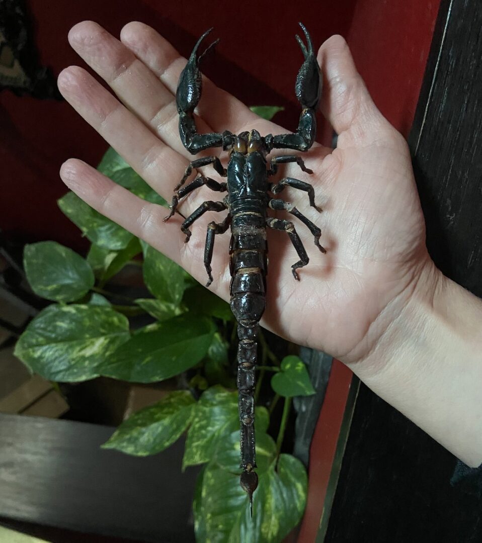 Scorpion Positioning and Preservation Memento Mori Los Angeles