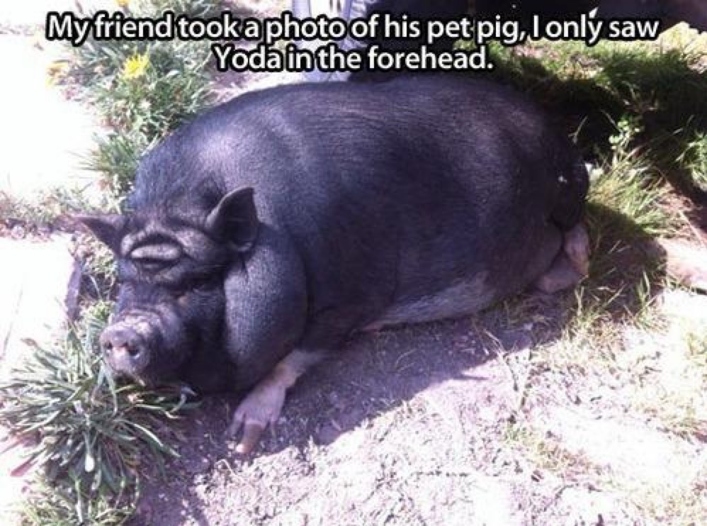 Myftiendtookaphotoof his pet pig,lonly saw Yodainthe forehead