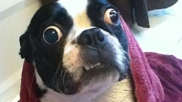 Lustige Tiere Bilder auf Besten Witzige Tierbilder