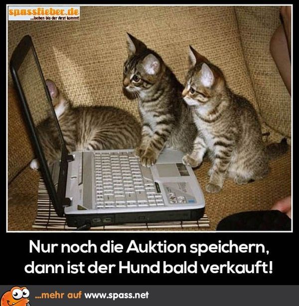 Lustige Tiere Bilder auf Besten Witzige Tierbilder