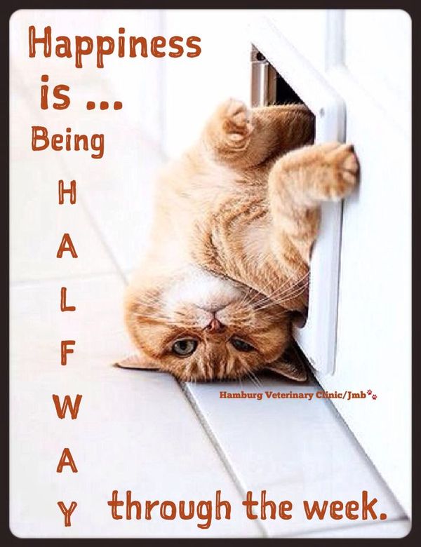 Wednesday Memes Funny Happy Wednesday Images