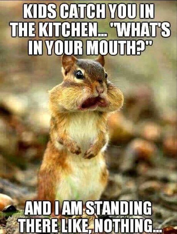 Squirrel Meme Funny Squirrel Pictures