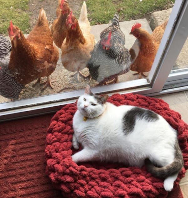 Fat Cat Meme Funny Fat Cat Pictures with Quotes