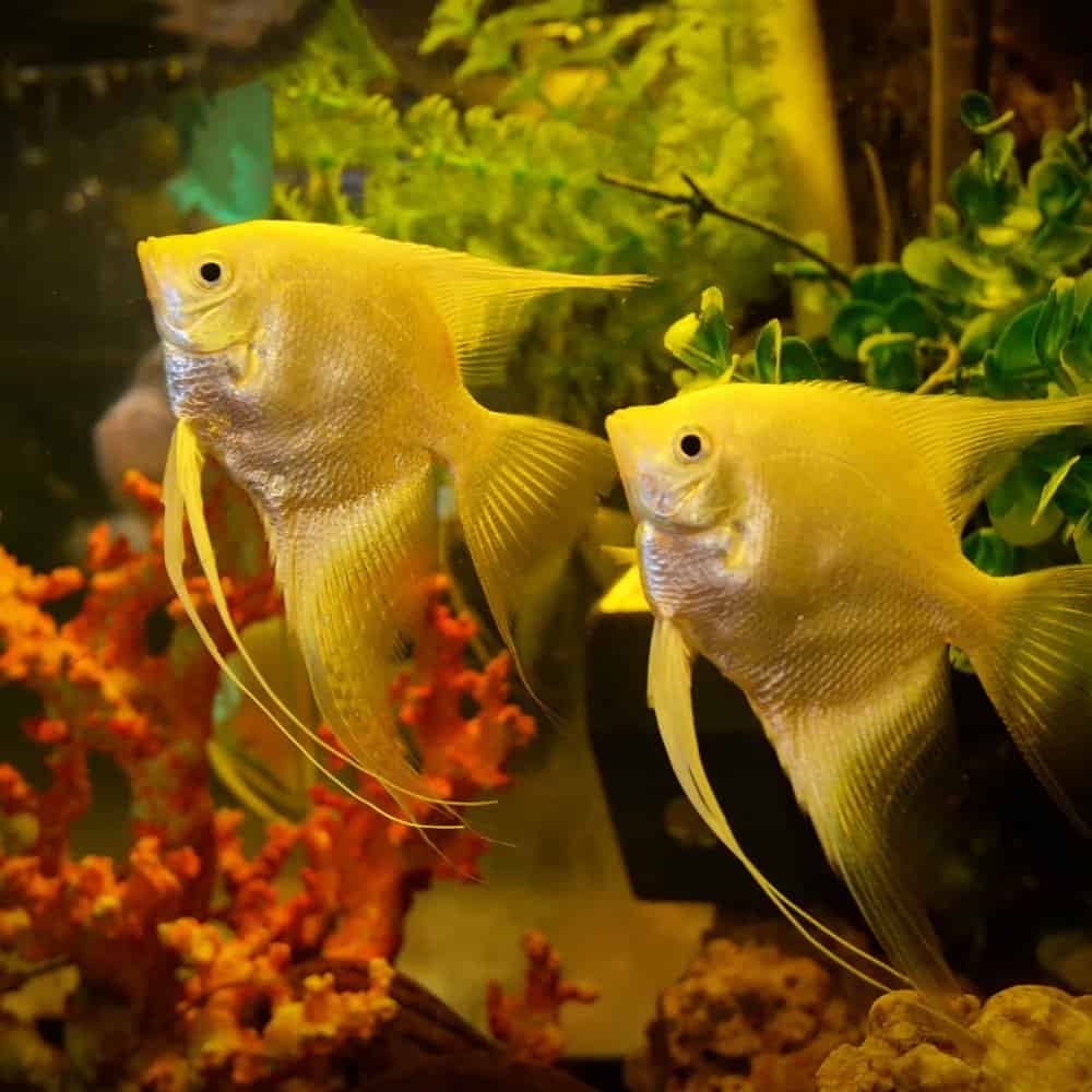 How Long Do Angelfish Live Uncovering Their Lifespan Secrets Memfish