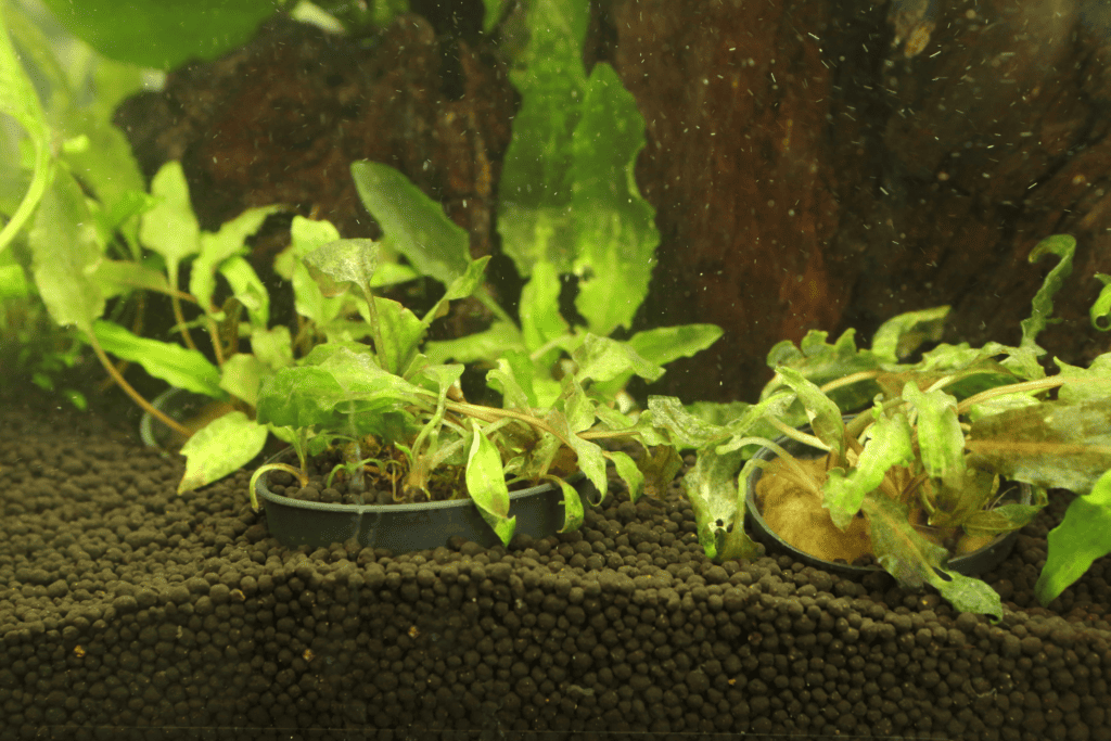 Best Plants for Betta Fish A Detailed Guide Memfish dot net