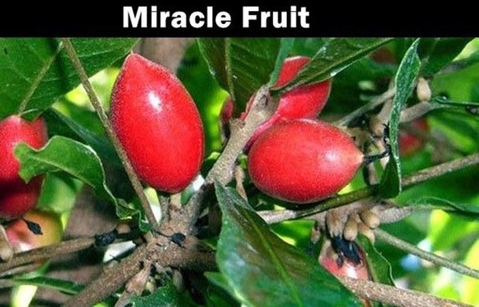 Foreign fruits you’ve probably never heard of (20 pictures) Memolition