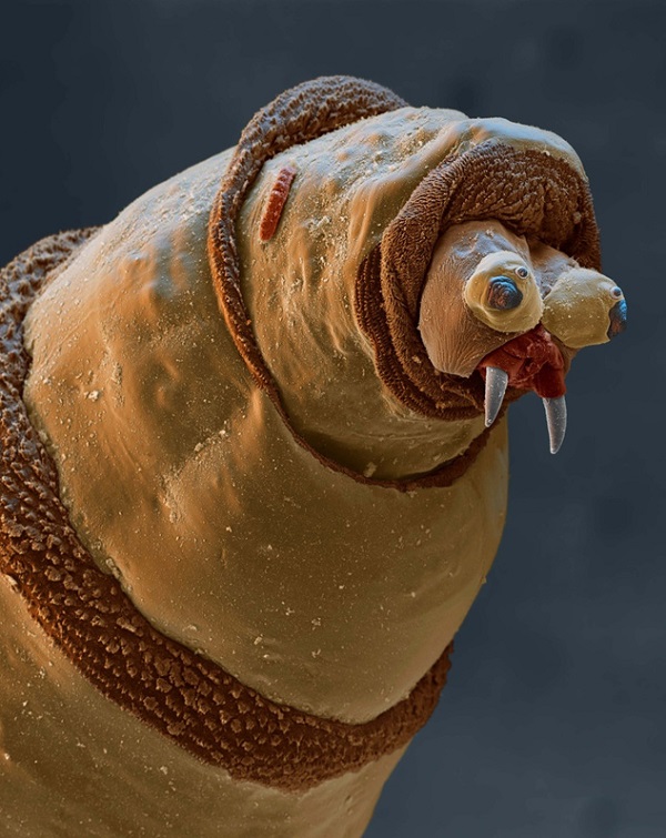 Totally Awesome and Terrifying Objects Under a Microscope (21 pictures