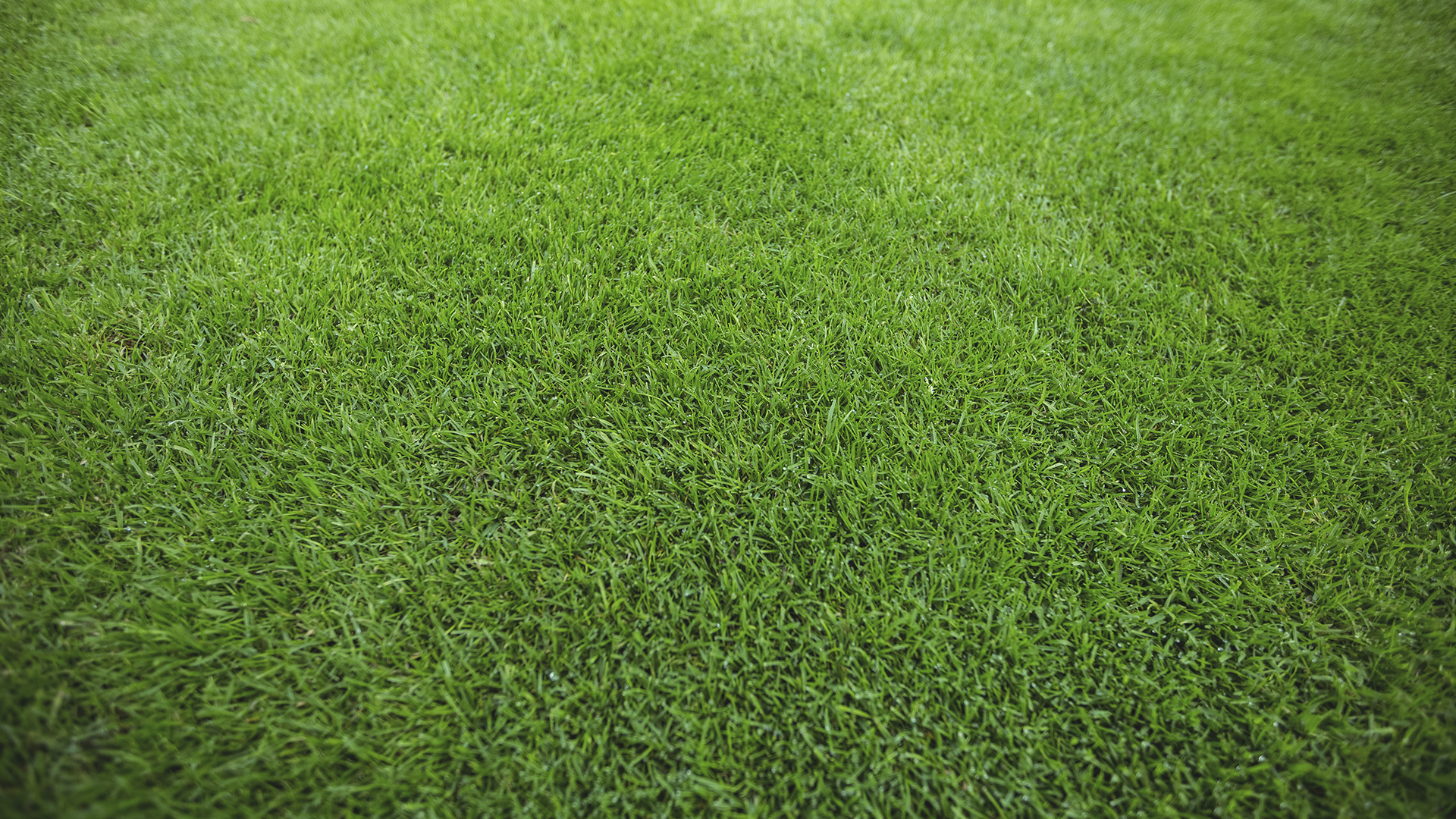 Artificial turf Houston, Artificial grass Houston MGT