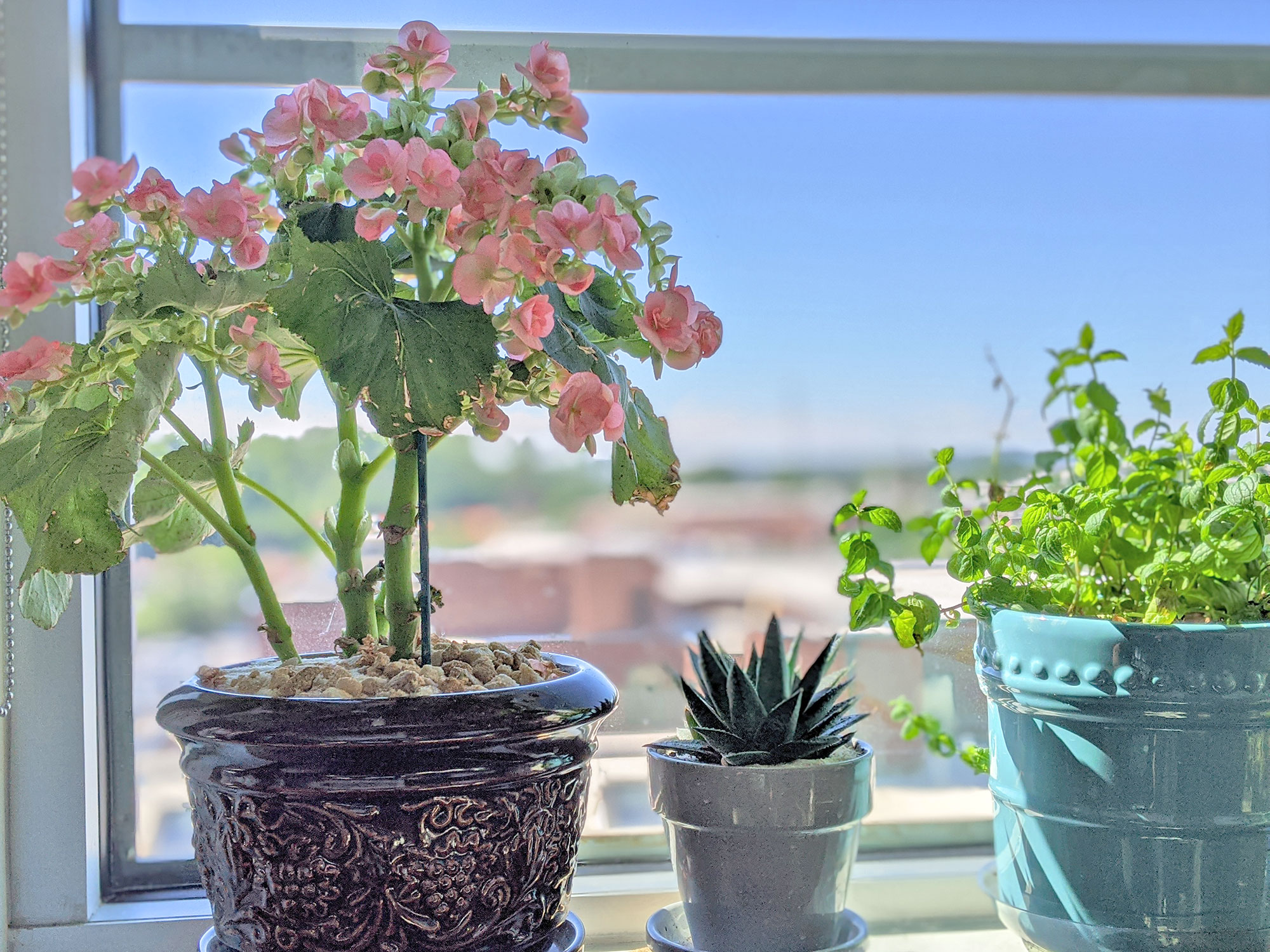 Desk Flowers Memos and Mirth