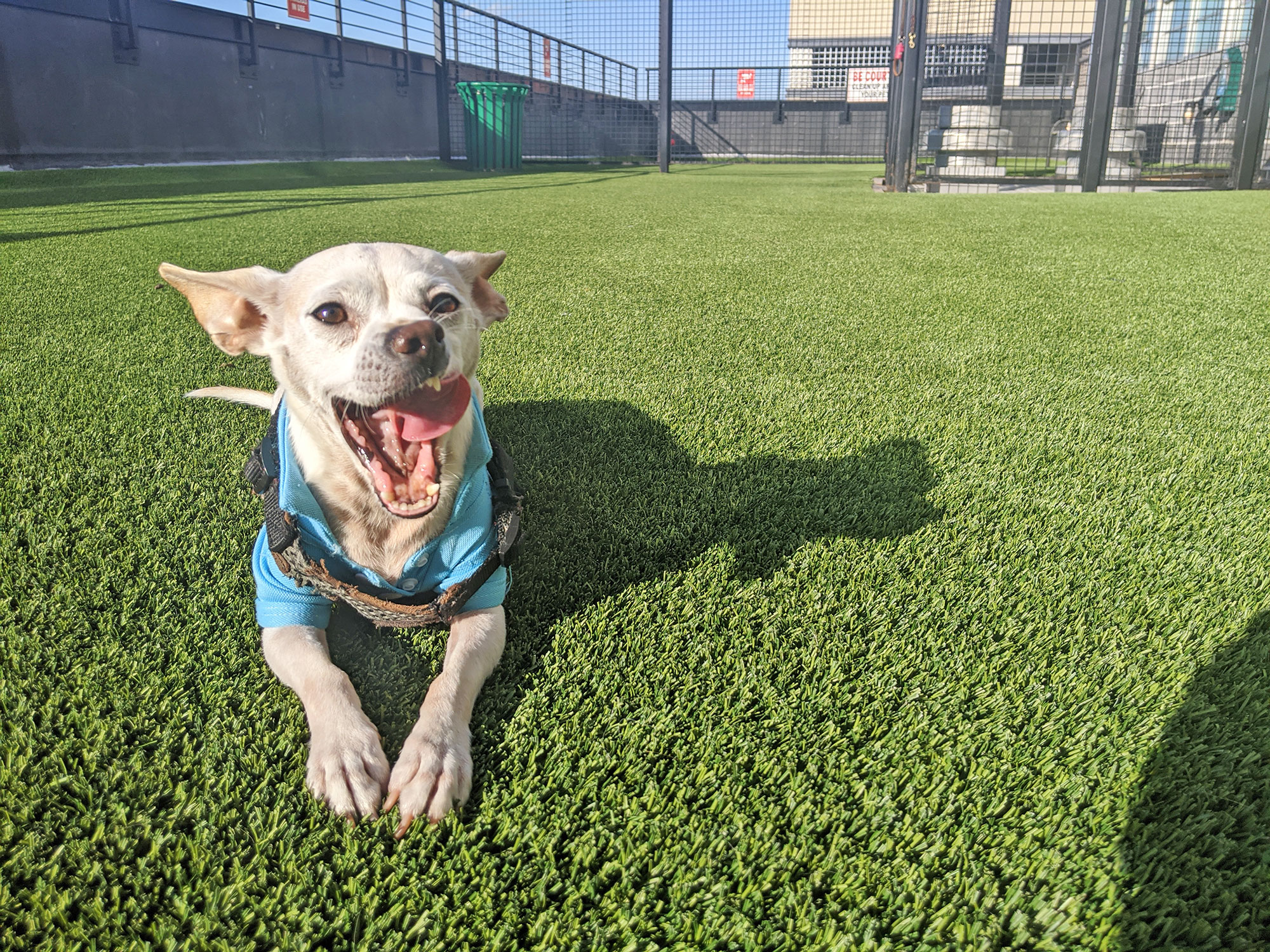 The Rooftop Dog Park Memos and Mirth