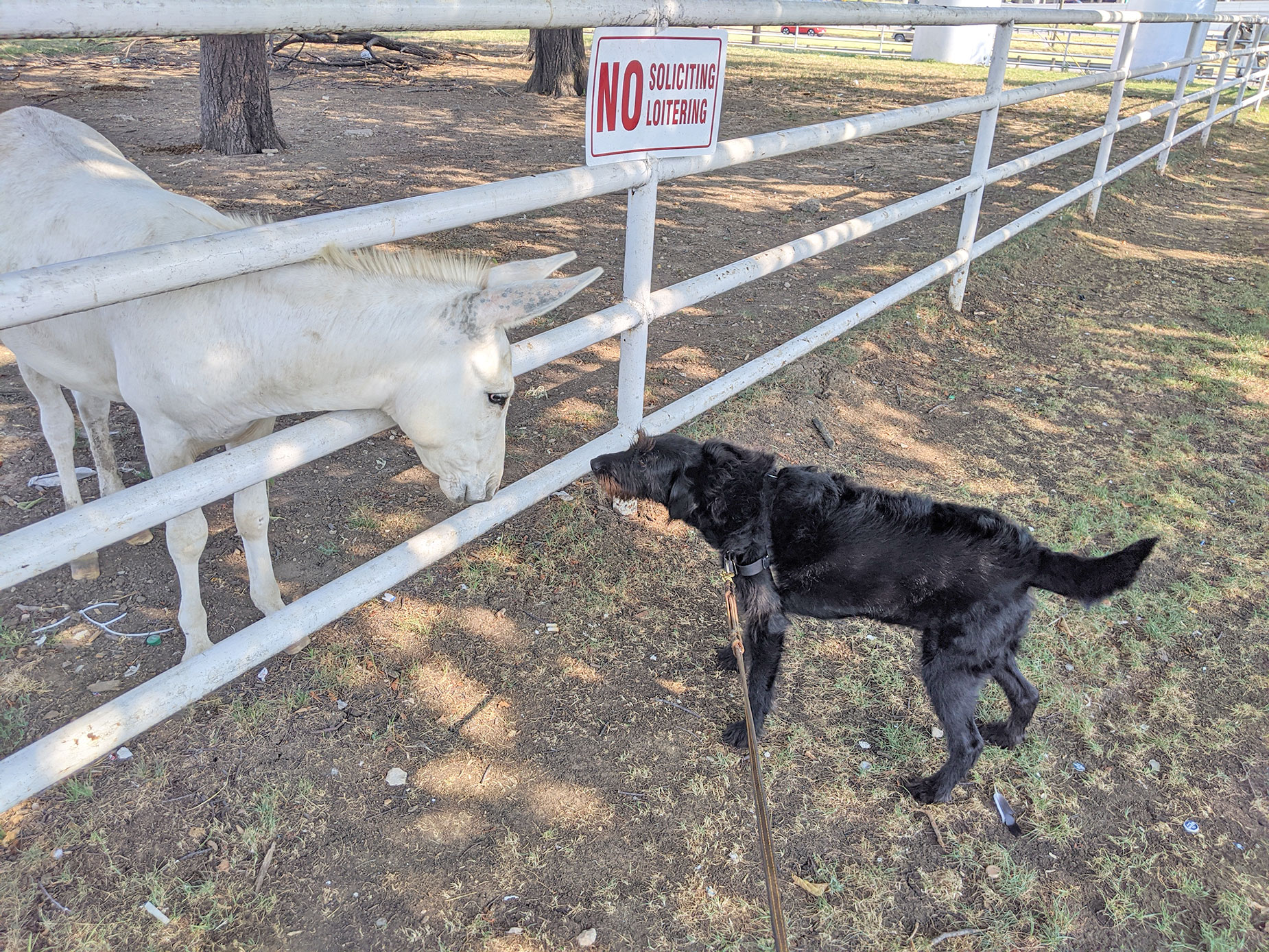 Fuel City Ranch Memos and Mirth