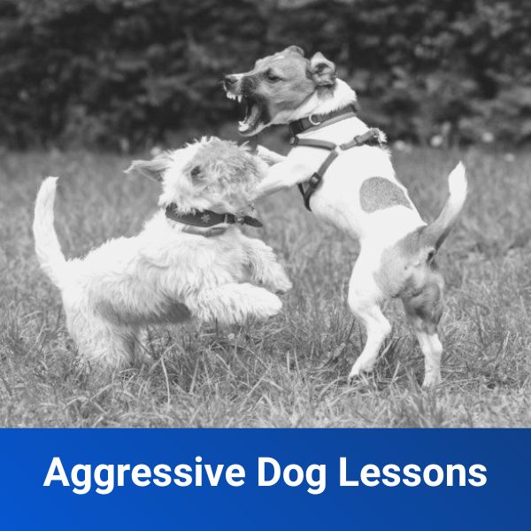 Aggressive Dog Lessons Off Leash K9 Training of Memphis