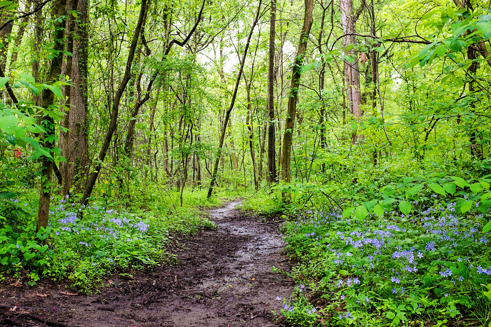 Overton Park and Overton Park 9 Memphis Parks