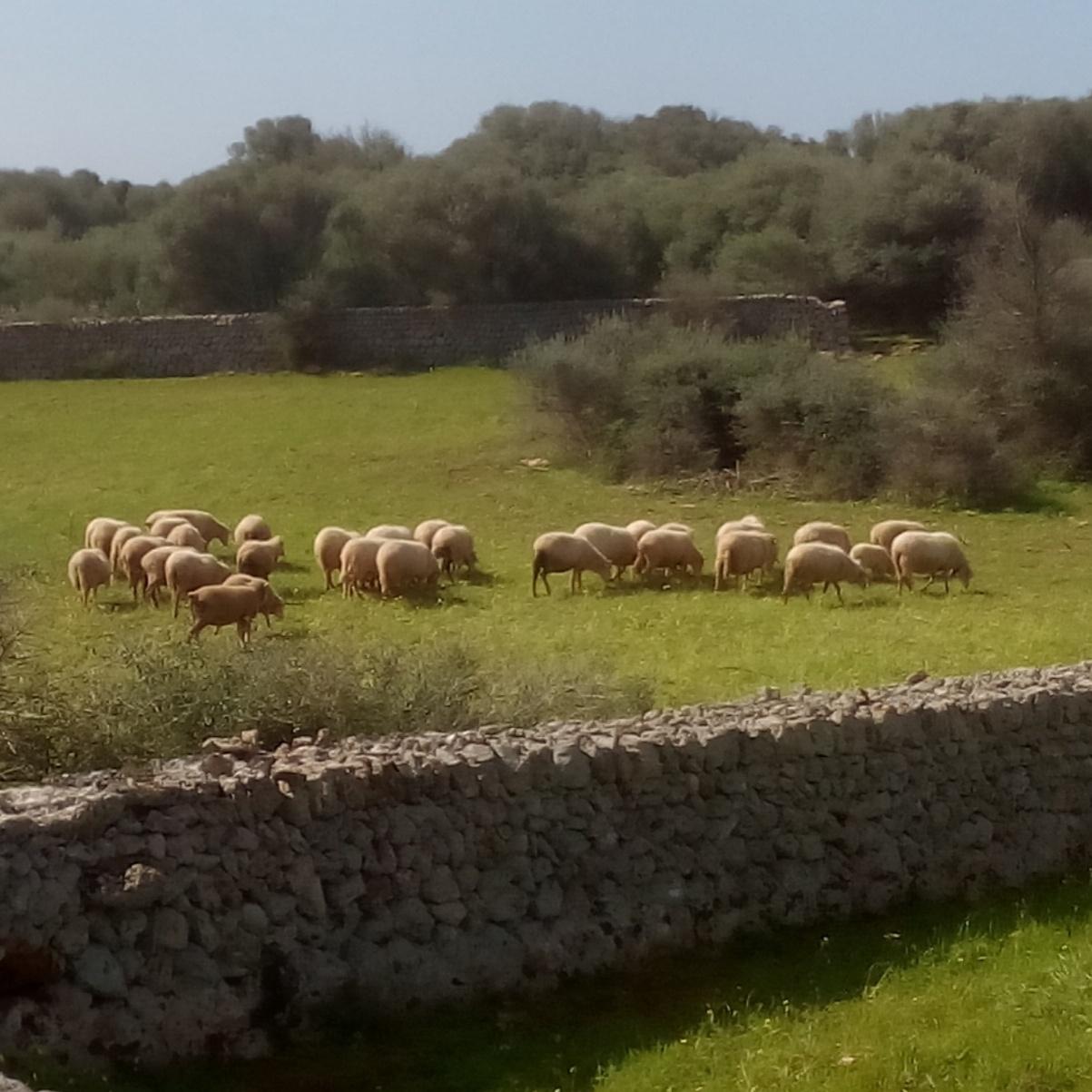 Así será la primavera que viene normal en lluvias pero más cálida