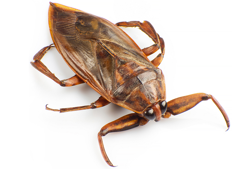 Bugs that Look Like Roaches Indetail Guide