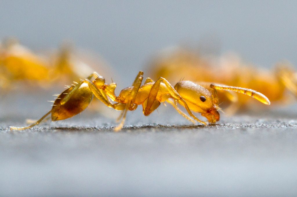 How to Get Rid of Ants in Dishwasher Expert Advice