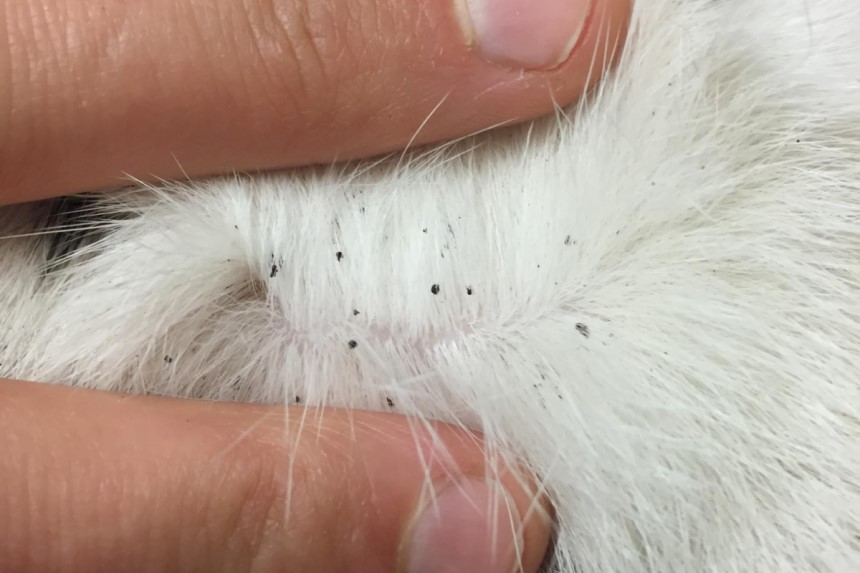How to Tell If Your Cat Has Fleas? Here’s the Answer!