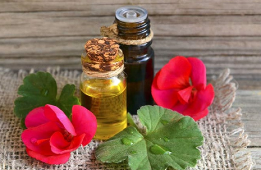 8 Scents That Mosquitoes Hate Know How to Repel Them