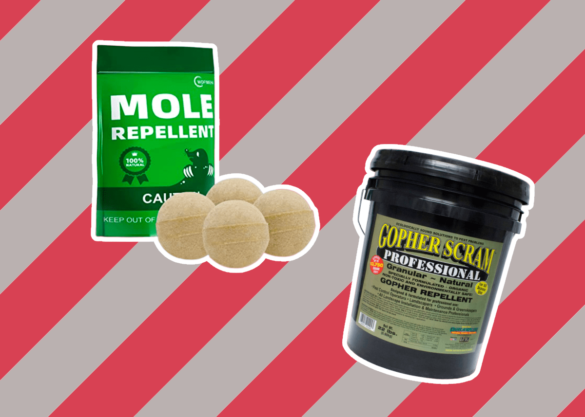 5 Best Gopher Repellents Reviewed in Detail (Fall 2024)