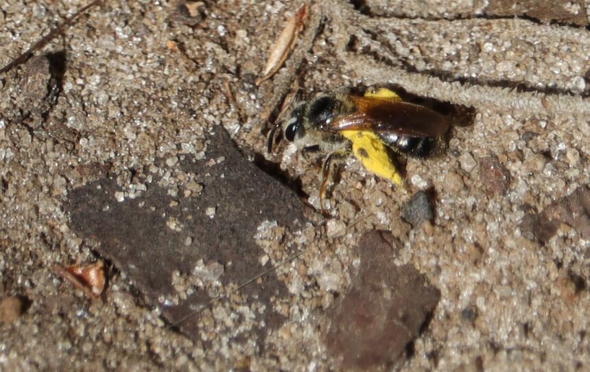 How to Get Rid of Ground Bees 6 Effective Methods and More!