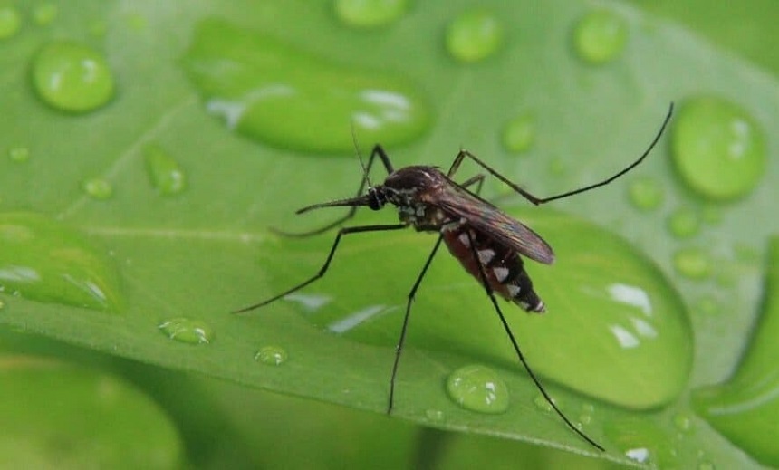 Where and When Do Mosquitoes Come Out Important Factors