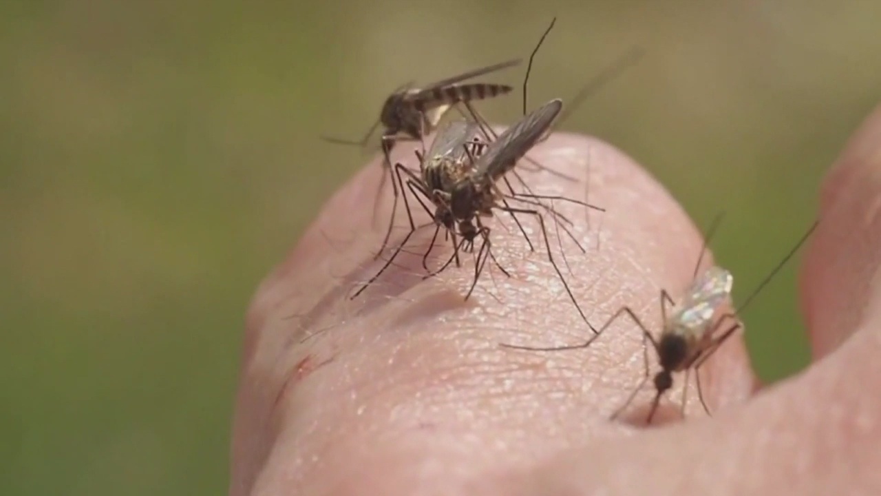 When Are Mosquitoes Most Active? Everything You Need to Know!