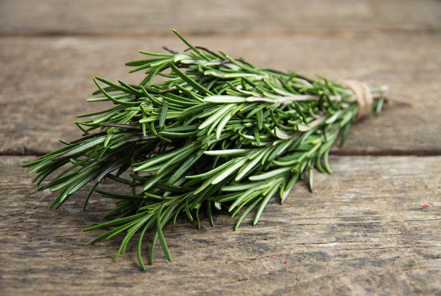 8 Scents That Mosquitoes Hate Know How to Repel Them