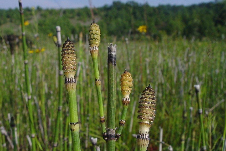 What Do Gophers Eat More than 8 Bait Plants