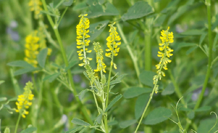 What Do Gophers Eat More than 8 Bait Plants